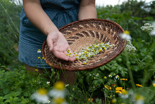 A Day In the Garden