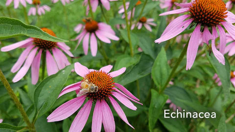 Echinacea, elderberry, and beyond