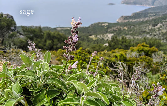 Seaside Herbs