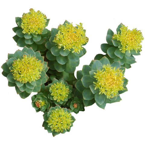 Rhodiola