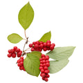 Schisandra