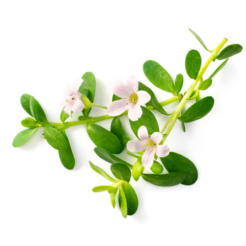 Bacopa