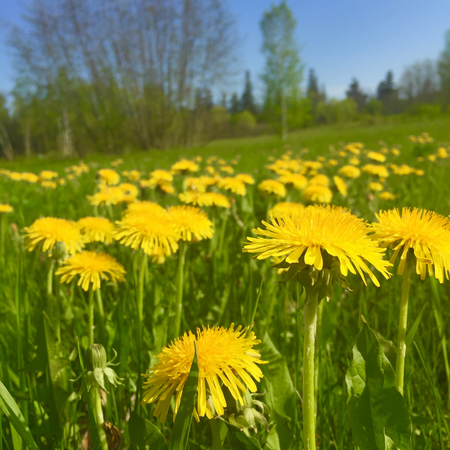 Dirty, Bitter & Wild: Spring Wellness with Bitter Herbs - Webinar with Guido Masé