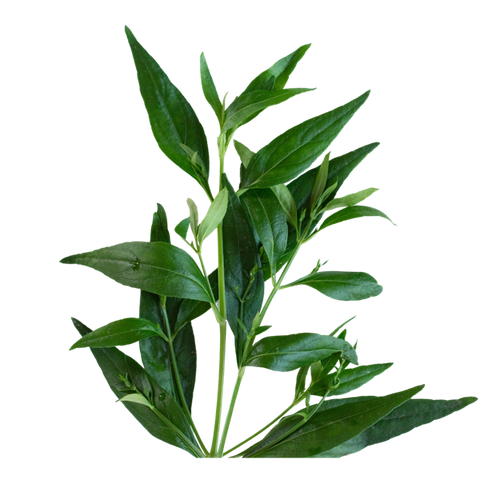 Andrographis