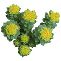 Rhodiola 