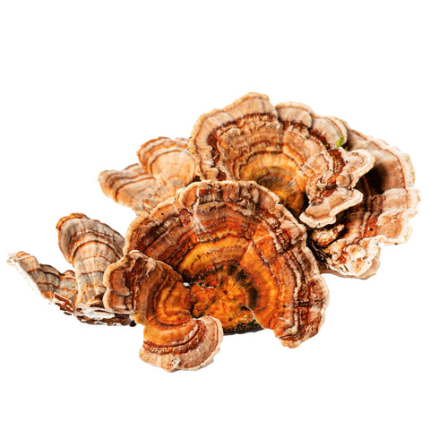 Turkey Tail 