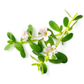 Bacopa 