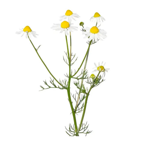 Chamomile