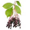 Elderberry