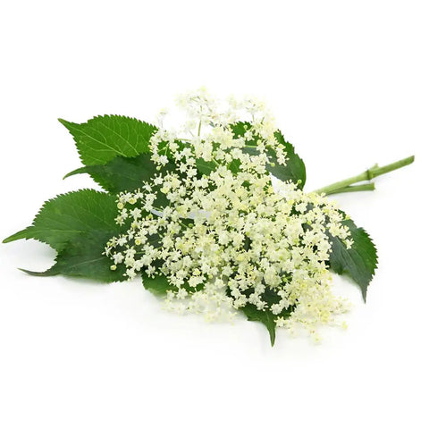 Elderflower