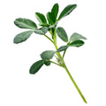 Fenugreek