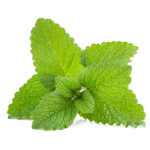 Lemon Balm