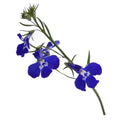 Lobelia