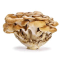 Maitake