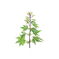 Motherwort