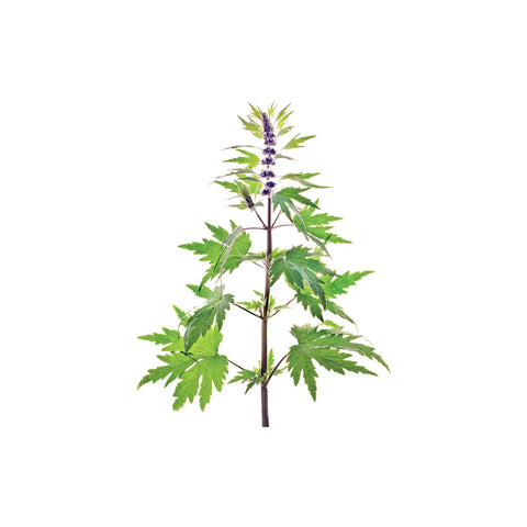 Motherwort