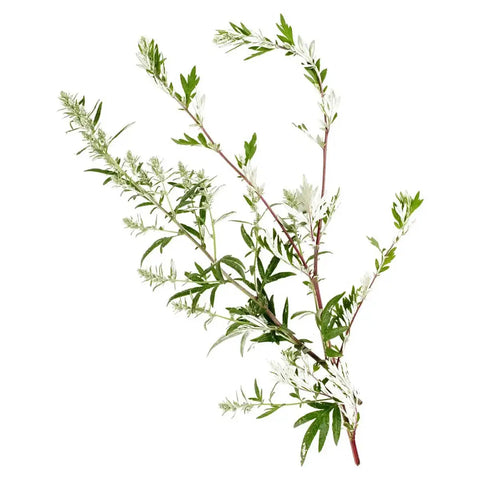 Mugwort