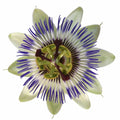 Passionflower