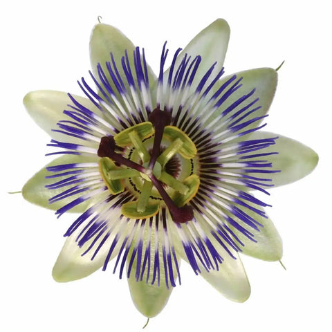 Passionflower