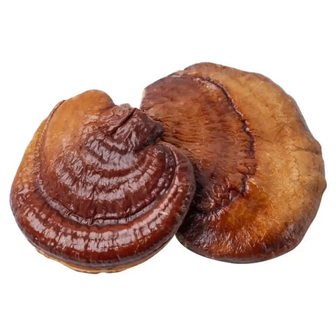 Reishi