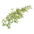 Thyme